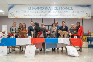 Caniche ESPOIR PRO