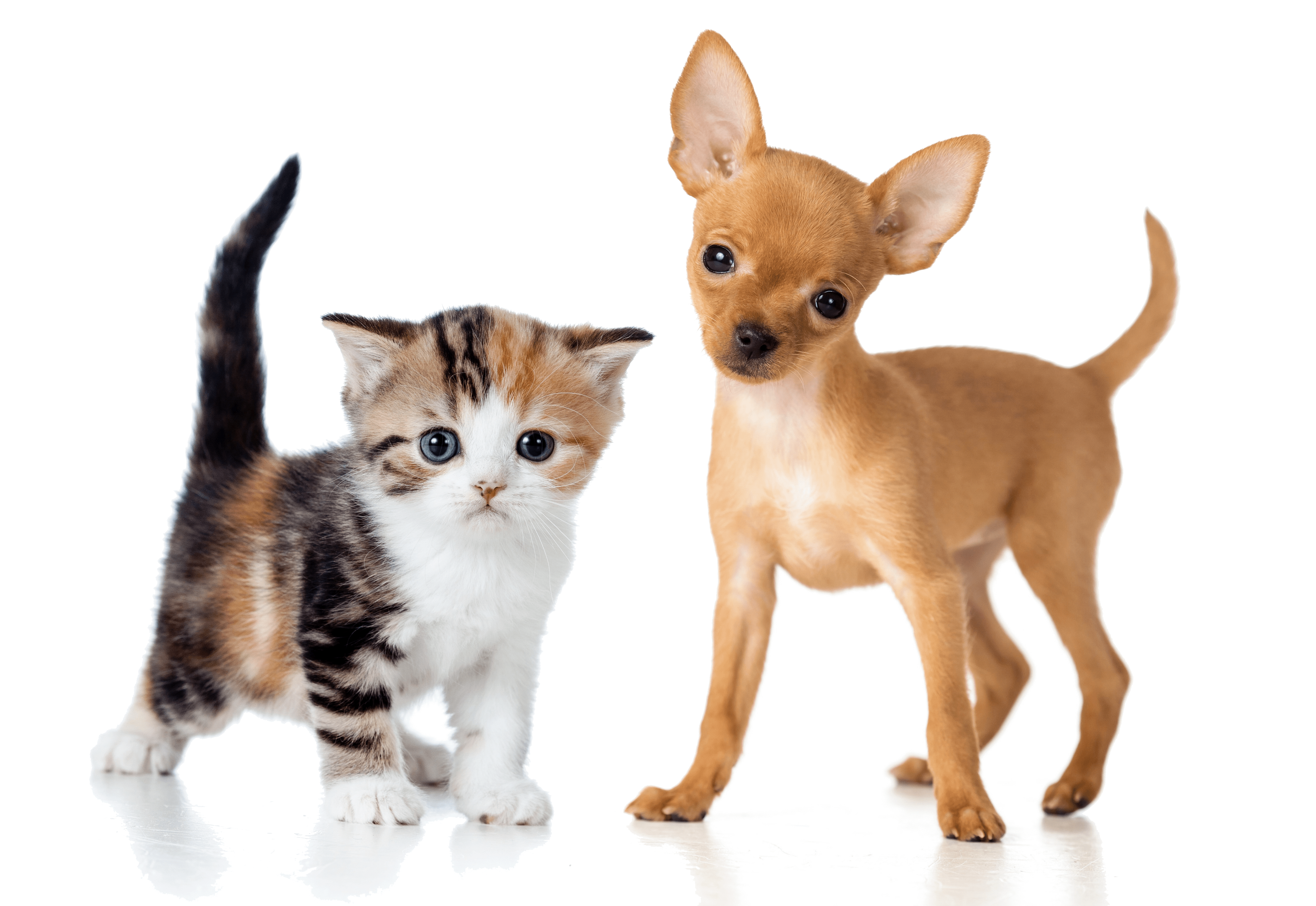 chien-chat-2-min.png
