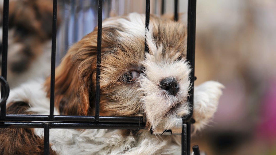 Fin des ventes de chiots et chatons dans les animaleries