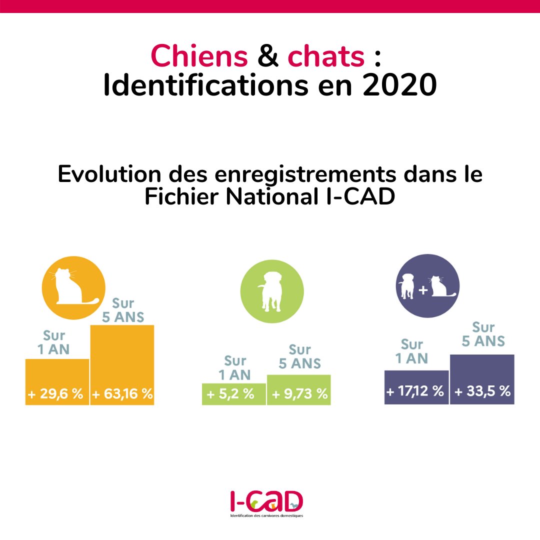 identification des chiens et chats