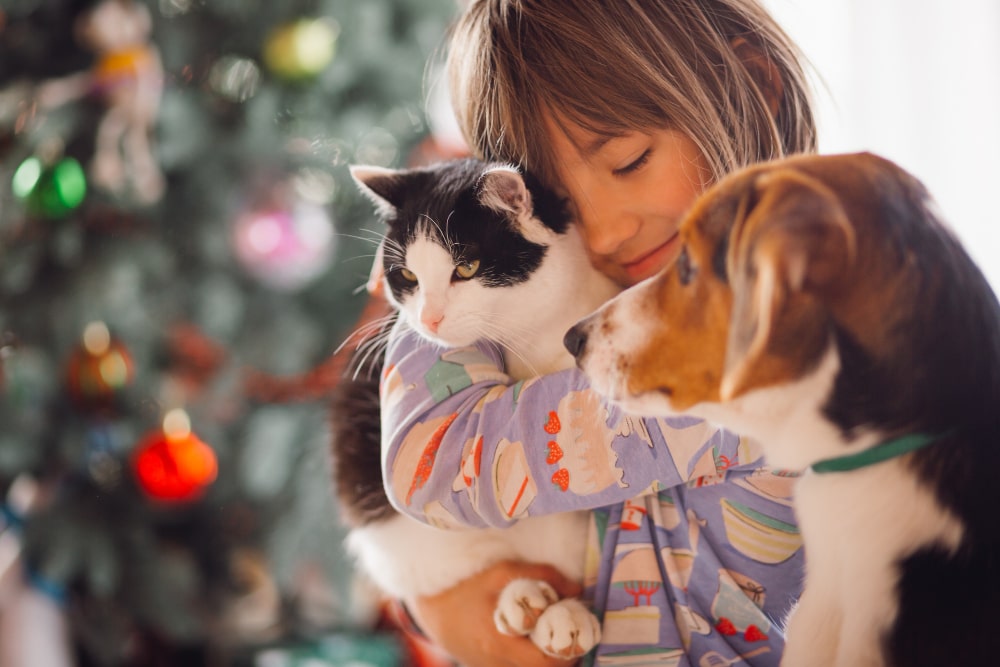 vente de chiens et chats