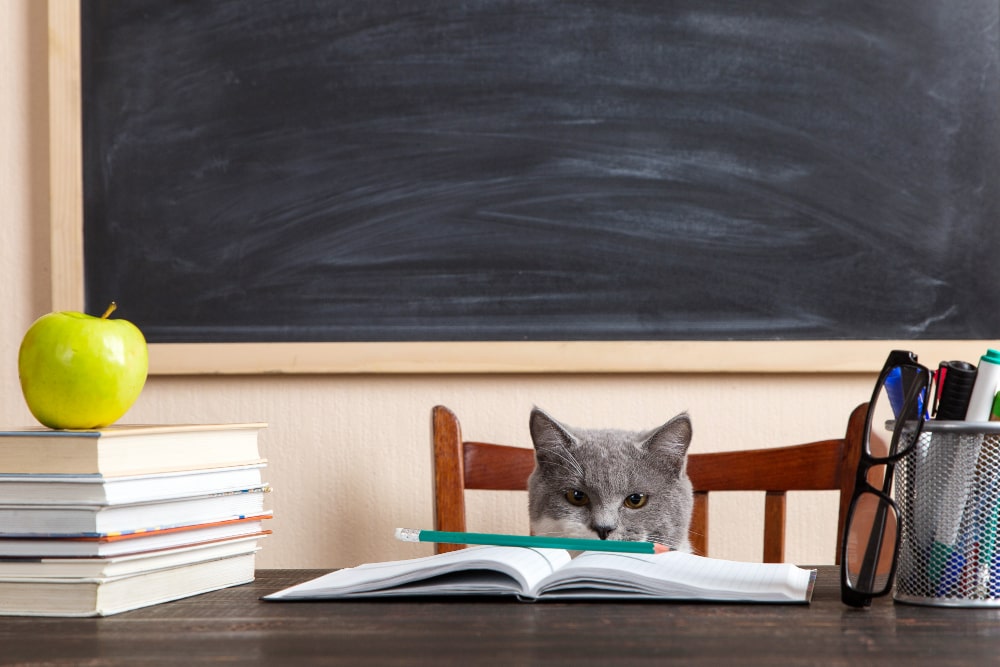 les contrats d'apprentissage