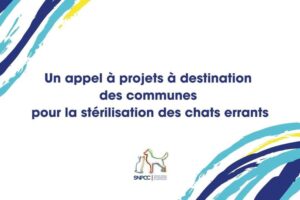 stérilisation des chats errants