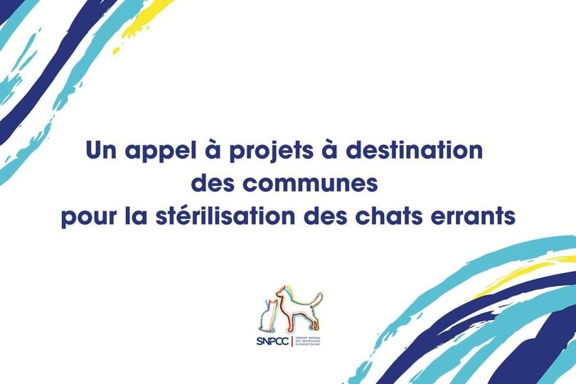 stérilisation des chats errants