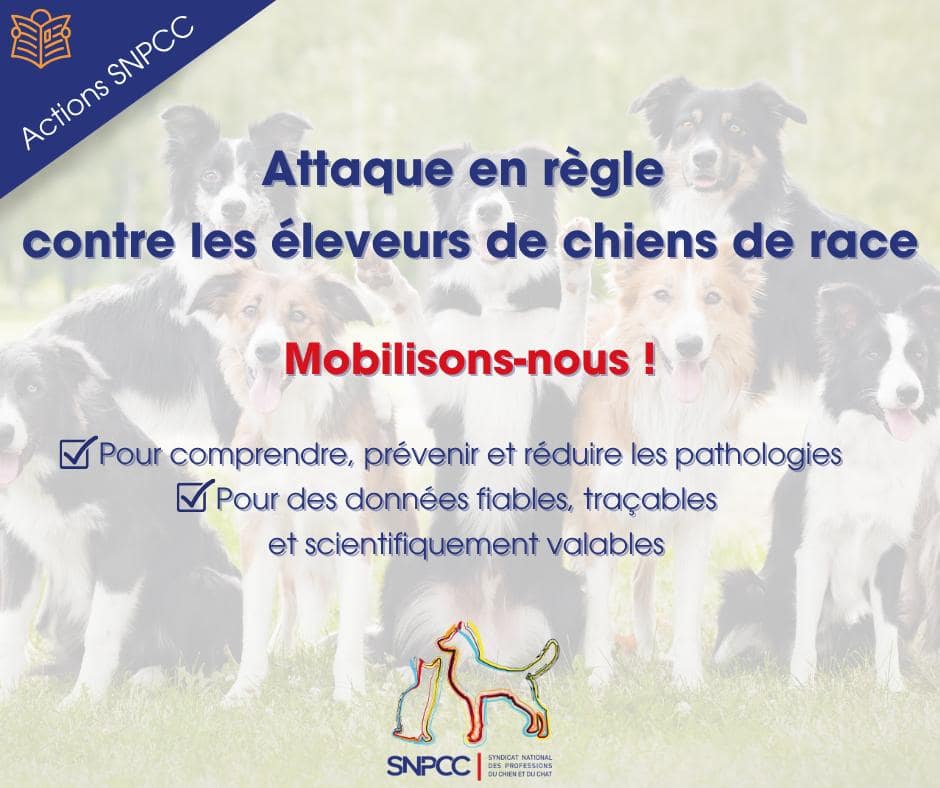 Attaque en règle